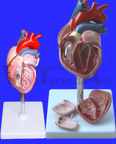 Heart model